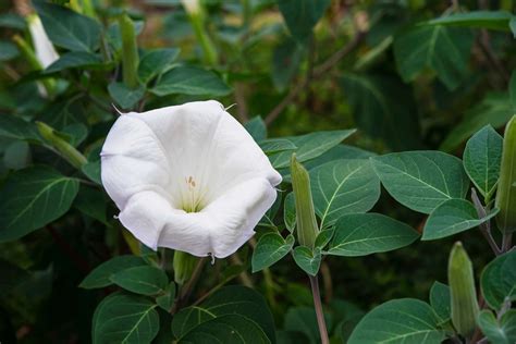 moonflower plants for sale near me